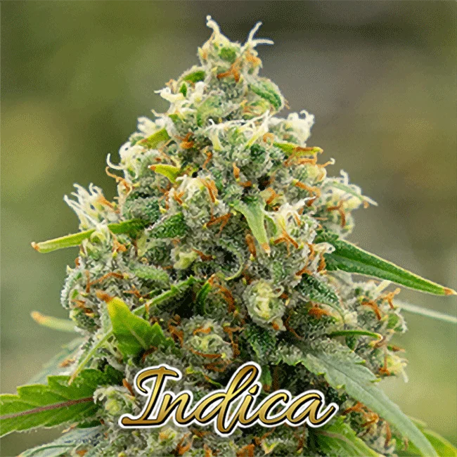 Cannabis Farm Thailand Indica