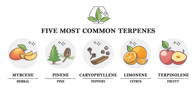 Terpenes Profile