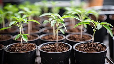 Cannabis Farm Thailand Inhouse Clones