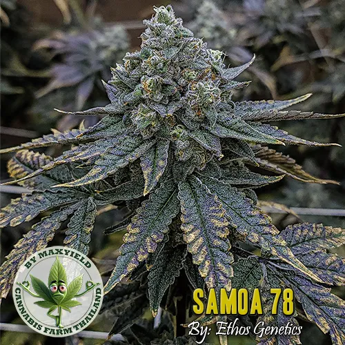 Samoa 78 Strain By Ethos Genetix