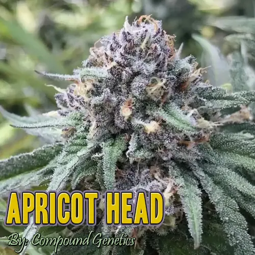 Apricot Head Strain Image