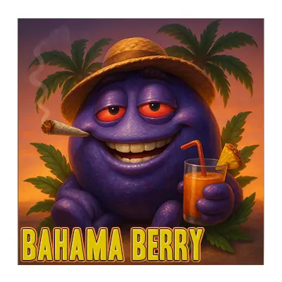 Bahama Berry Strain Cannabis Farm Thailand