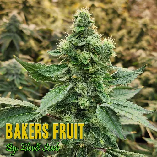 Bakers Fruit Strain image