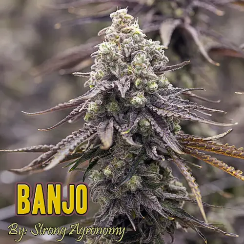 Banjo Strain Image