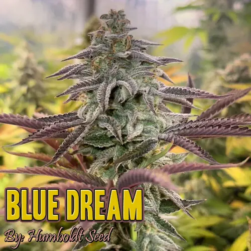 Blue Dream Strain Image