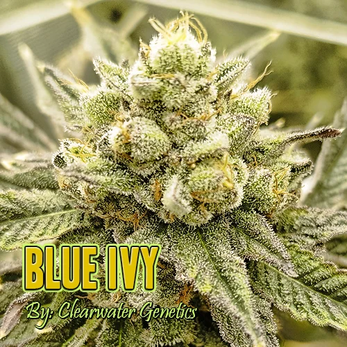 Blue Ivy Strain Image