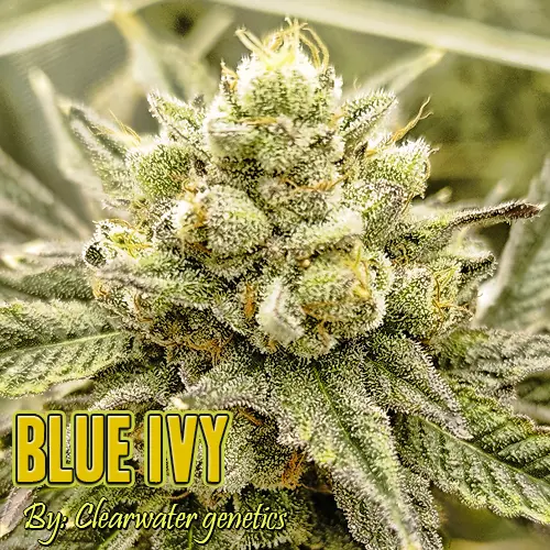 Blue Ivy Strain Image