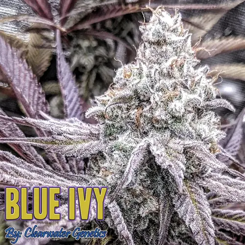Blue Ivy cannabis strain