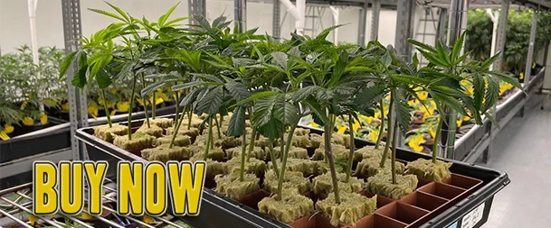 Buy Clones at Cannabis Farm Thailand