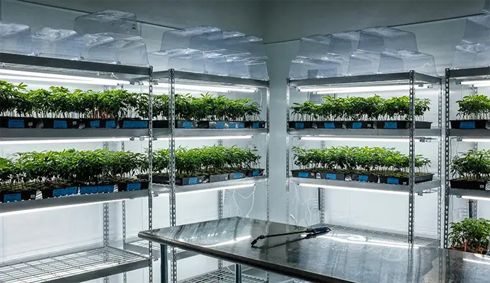 Cannabis Farm Thailand Clone Room