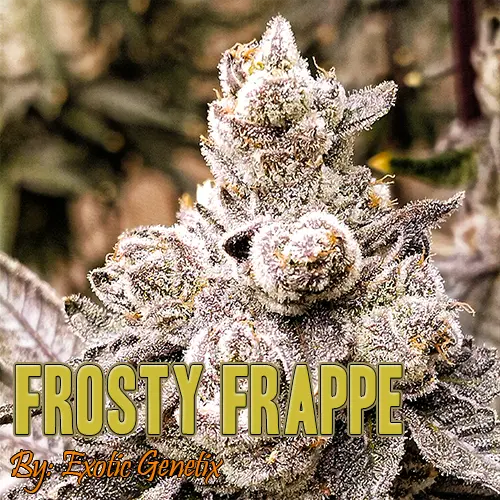 Frosty Frappe strain Review
