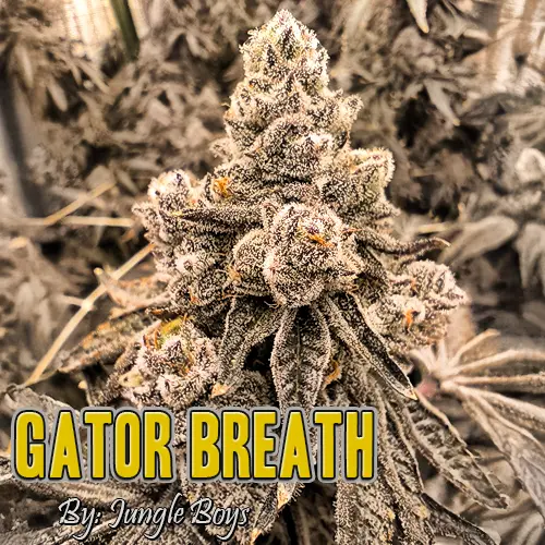 Gator Breath Strain Image