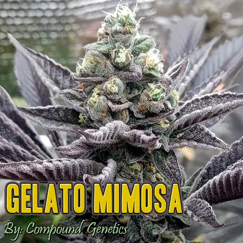 Gelato Mimosa Strain Image