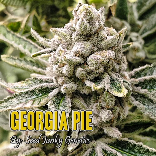 Georgia Pie Strain Image