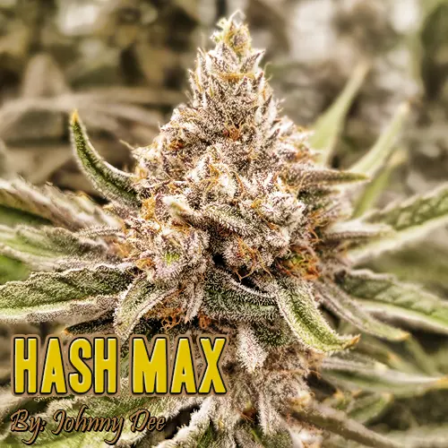 Hash Max Strain Image
