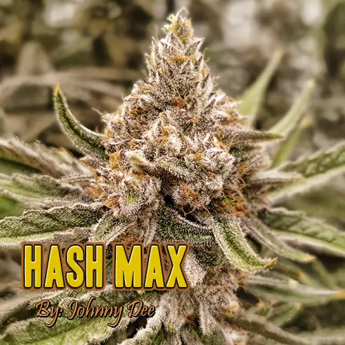 Hash-Max Strain Picture Web