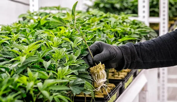Healthy Rooted Clones cannabis farm Thailand