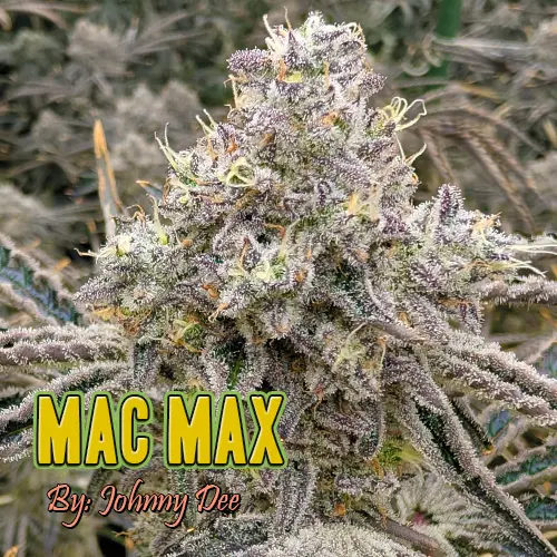 Mac Max Strain Picture