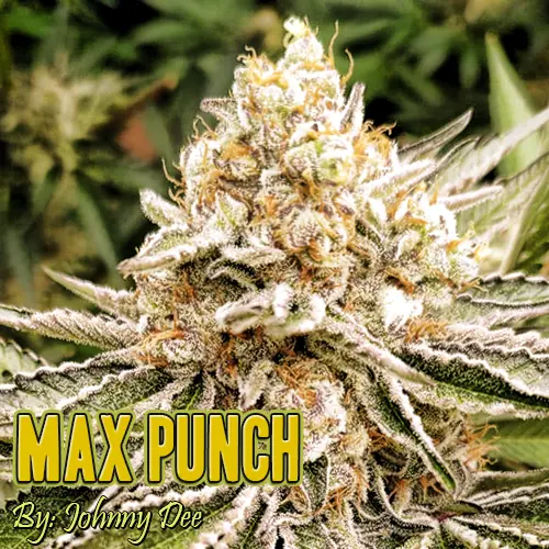 Max Punch Strain Image