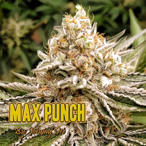 Max-Punch Strain Picture Web