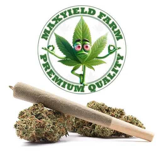 Max-rolls Pre-roll Joints