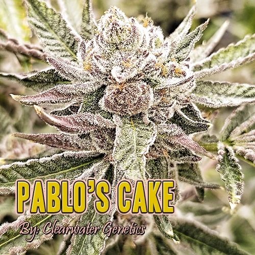 Pablo's Cake Strain Image