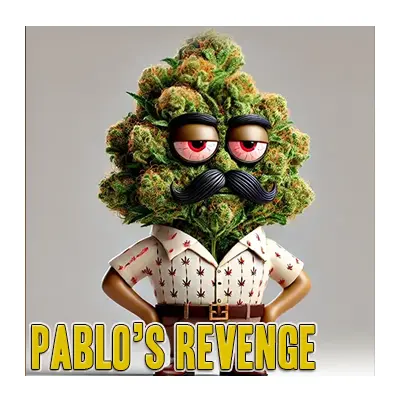 Pablo's Revenge Strain Cannabis Farm Thailand