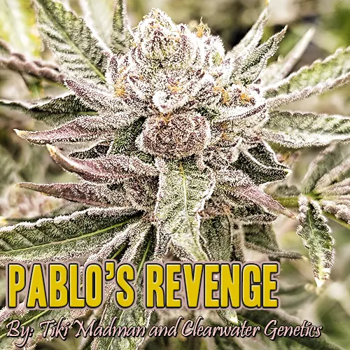 Pablo's Revenge Strain Image
