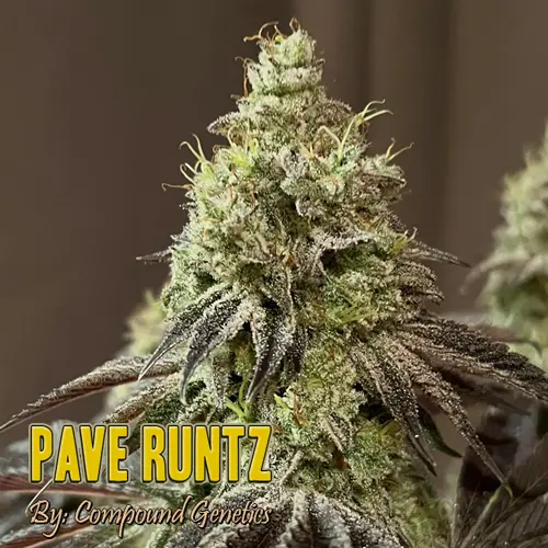 Pave Runtz Strain Image