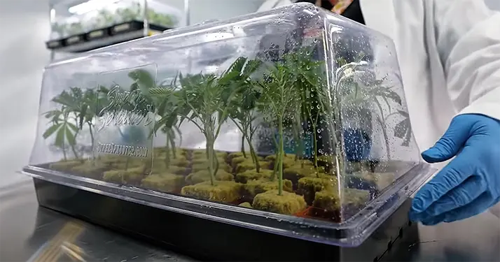 Maxyield Cannabis Clones