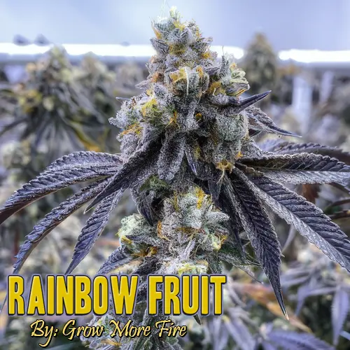 Rainbow Fruit Strain Image