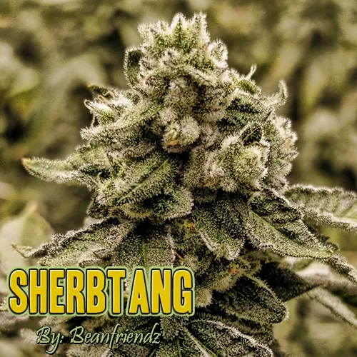 Sherb Tang Strain Image
