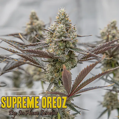 Supreme Oreoze Strain Image