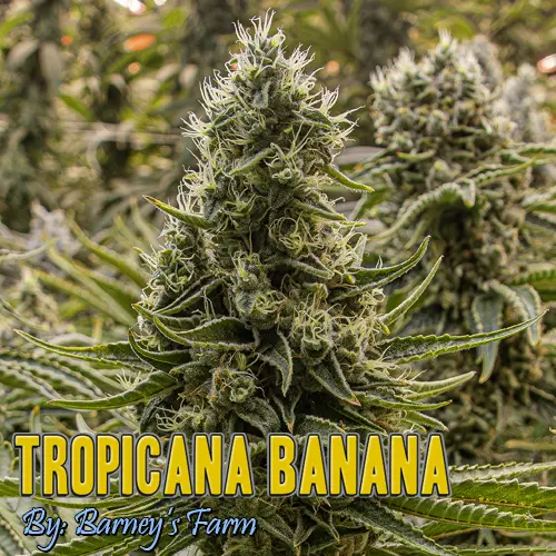 Tropicana Banana Strain Image