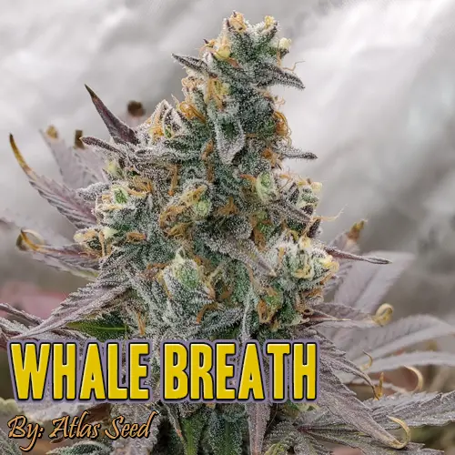Whale Breath Strain Image