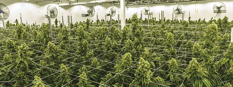 Cannabis Farm Thailand Indoor Grow