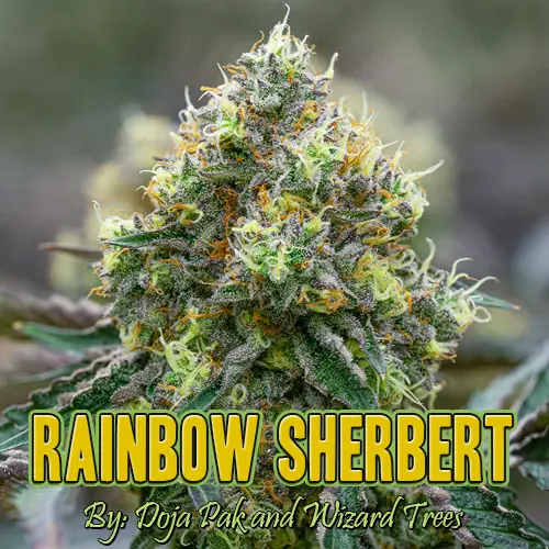 RS11 Rainbow Sherbert Strain Image