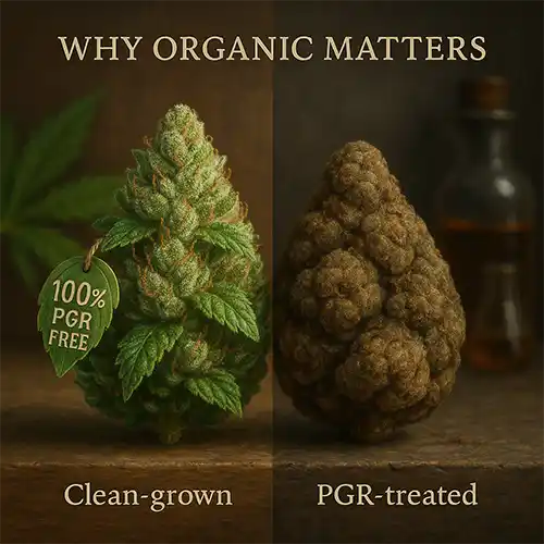 Why Organic Cannabis Matters
