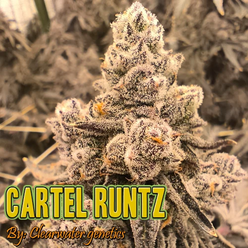 Cartel Runtz Strain Image